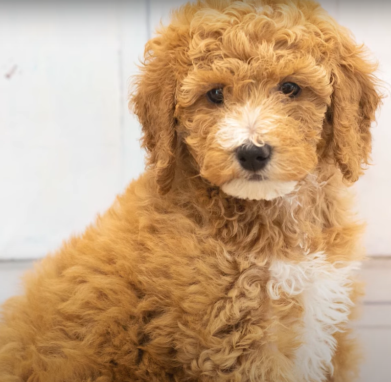 Goldendoodles Are Highly Affectionate