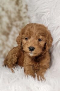 Goldendoodle for Sale Corona California