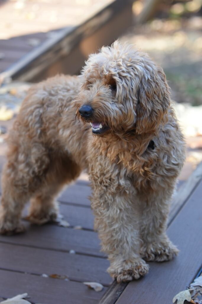 Goldendoodle Temperament: 9 Things You Should Know Orange County, CA