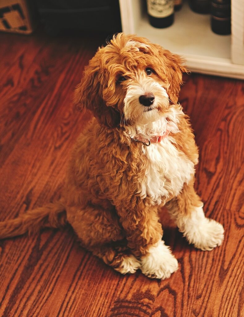 Goldendoodle Dog Breed Facts and Information Orange County CA