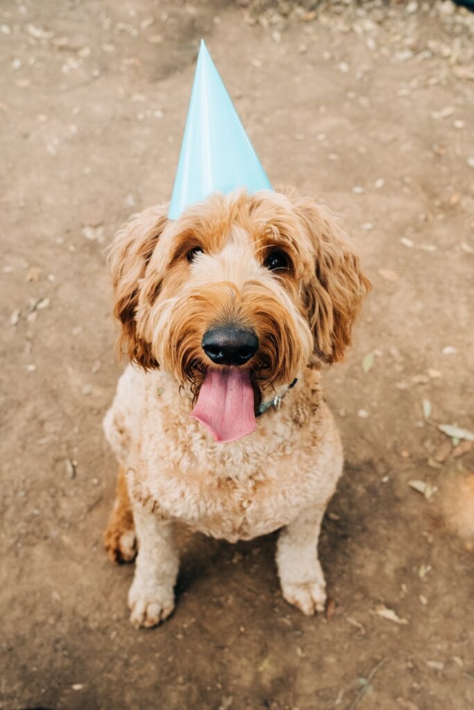 10 Things Only Goldendoodle Lovers Understand Orange County