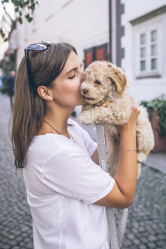 Affordable store goldendoodle puppies