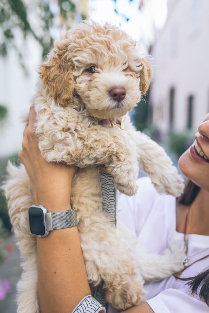 Goldendoodle Breed Info and Characteristics Orange County