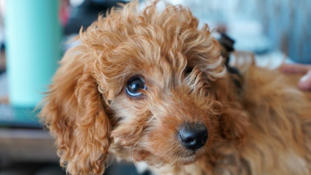 Goldendoodle: A Puppy You Will Love Forever Orange County CA