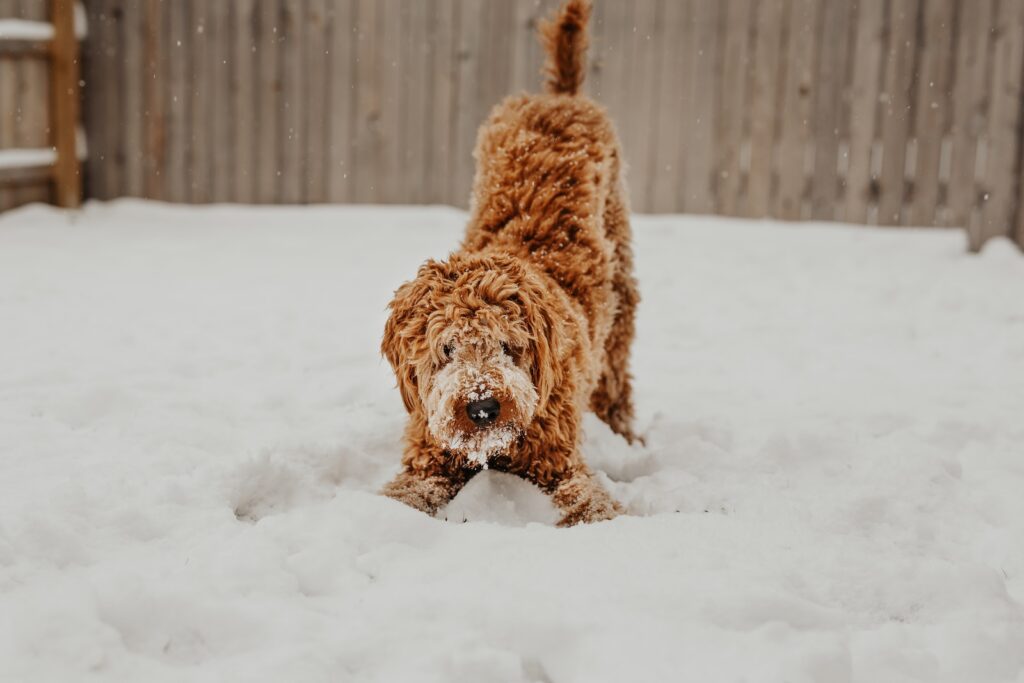 Adorable Goldendoodle Puppies for Sale Huntington Beach CA