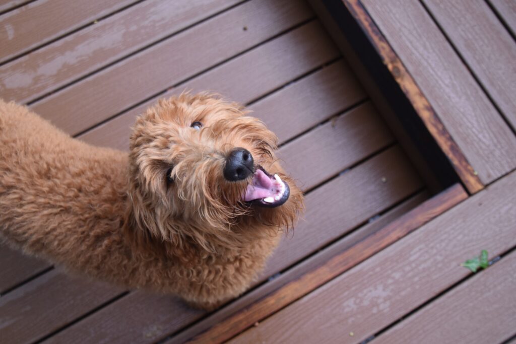 Buy Goldendoodle Puppies Santa Ana CA