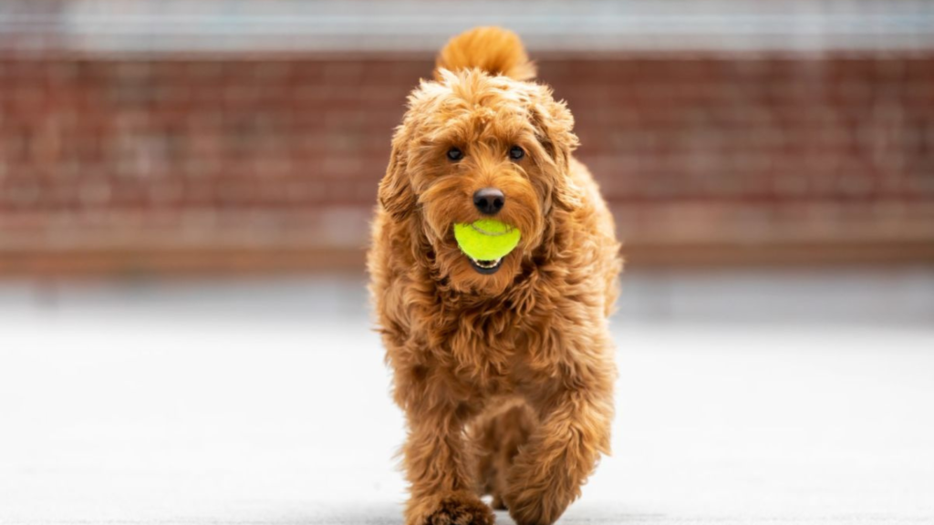 5 Fun Games To Play With Your Goldendoodle For Mental Stimulation