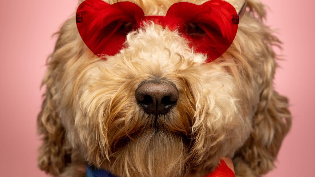 Diy Valentine’s Day Treats For Your Goldendoodle