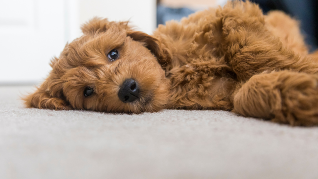 Goldendoodle Health What You Need To Know About Allergies