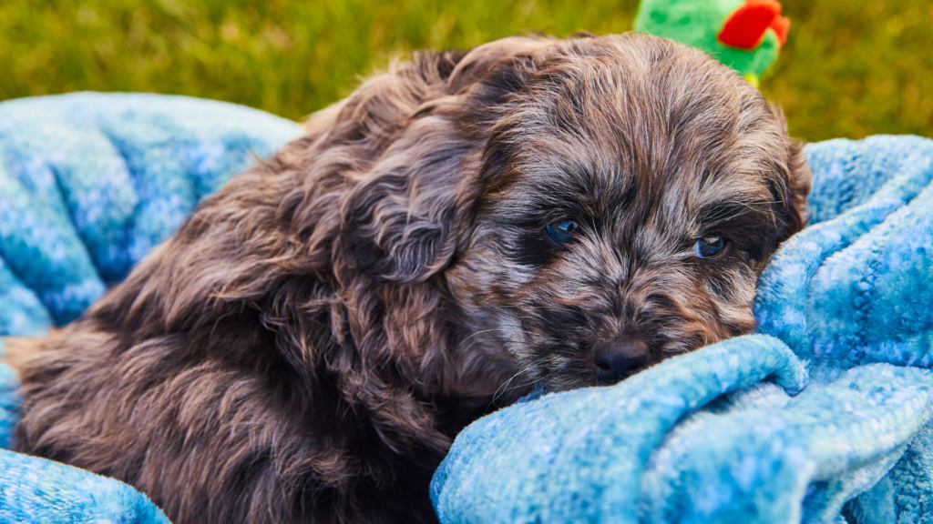 Goldendoodle Sleep Habits How Much Do They Sleep & What Their Sleeping Positions Mean