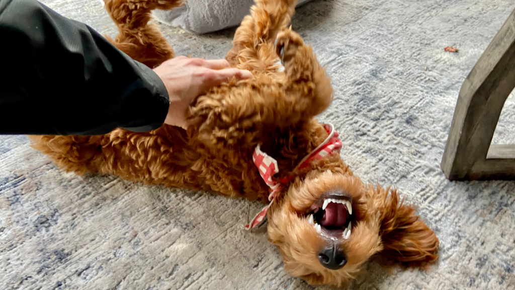 How To Keep Your Goldendoodle Active Indoors On Rainy Days