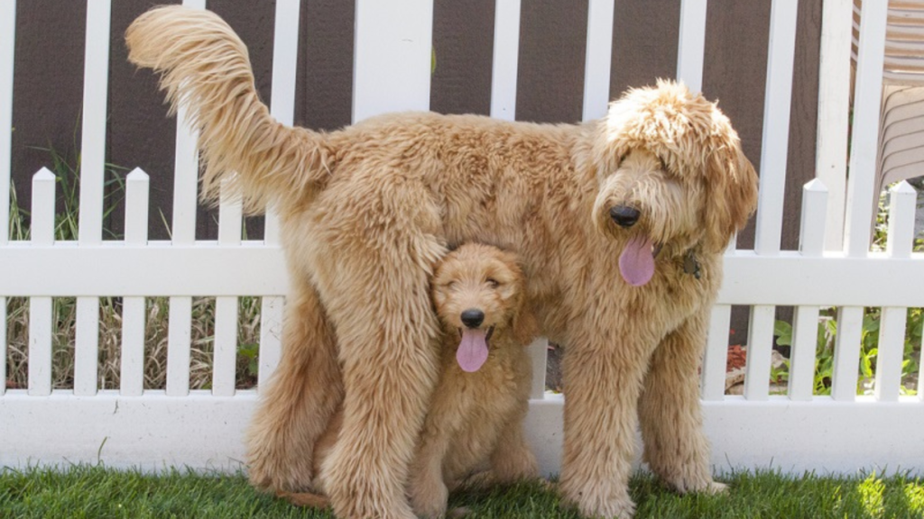 The Truth About Goldendoodle Shedding What Owners Should Know