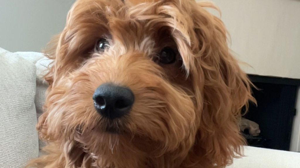 The Unexpected History Of The Goldendoodle More Than Just A Designer Dog