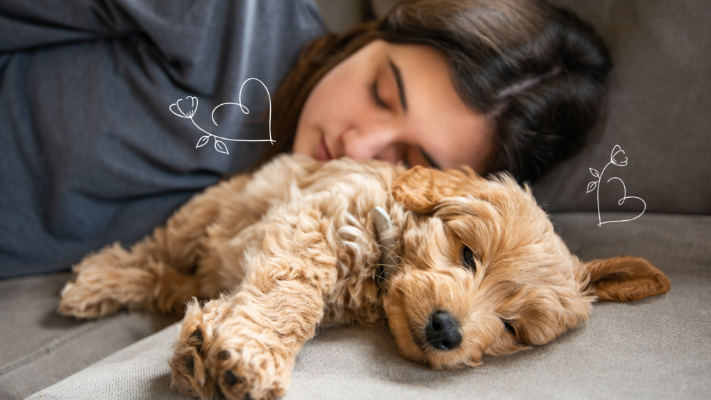 Why Goldendoodles Make The Best Valentine’s Day Companion