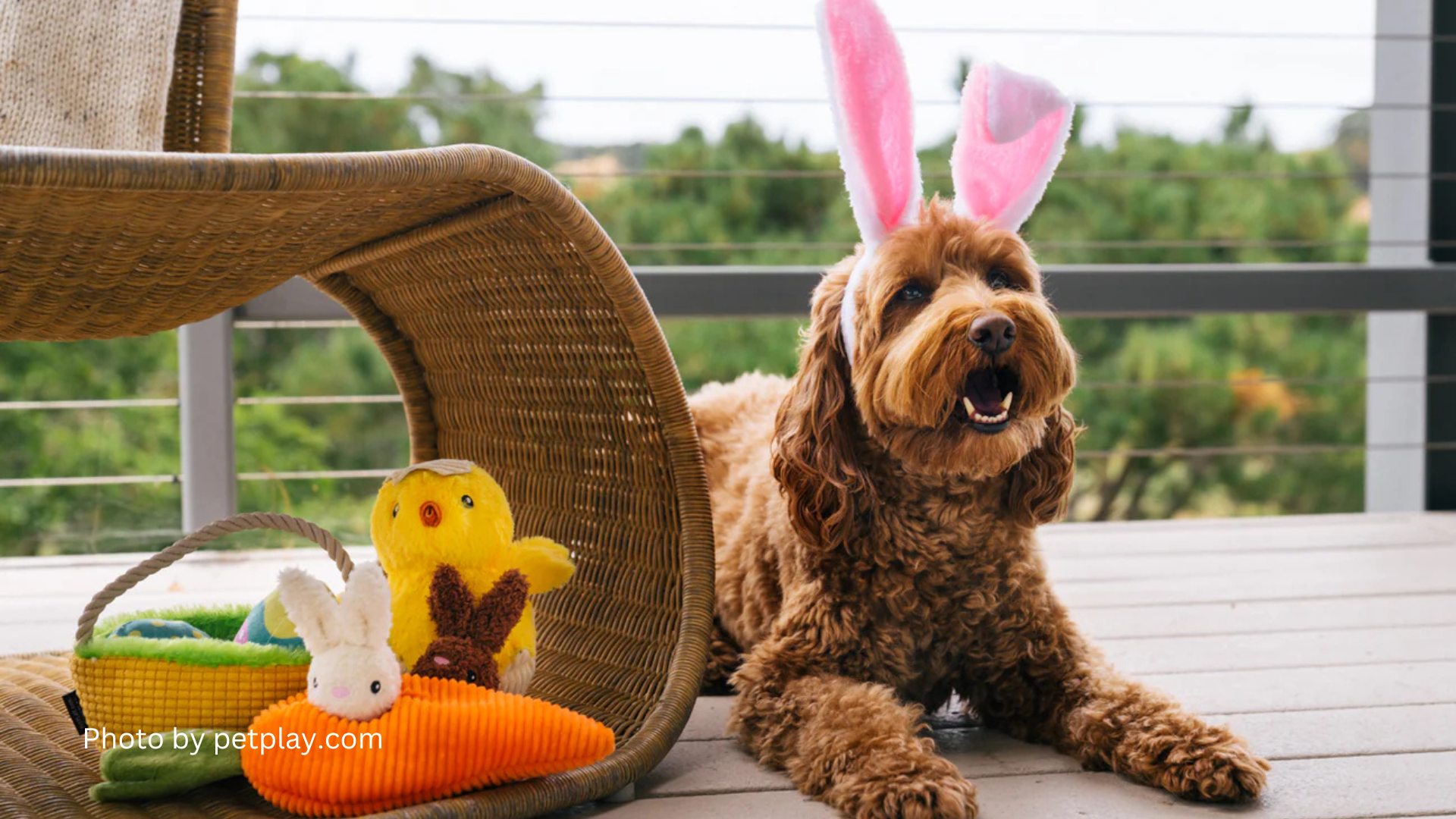 Diy Easter Treats Healthy And Delicious Recipes For Your Goldendoodle Puppy