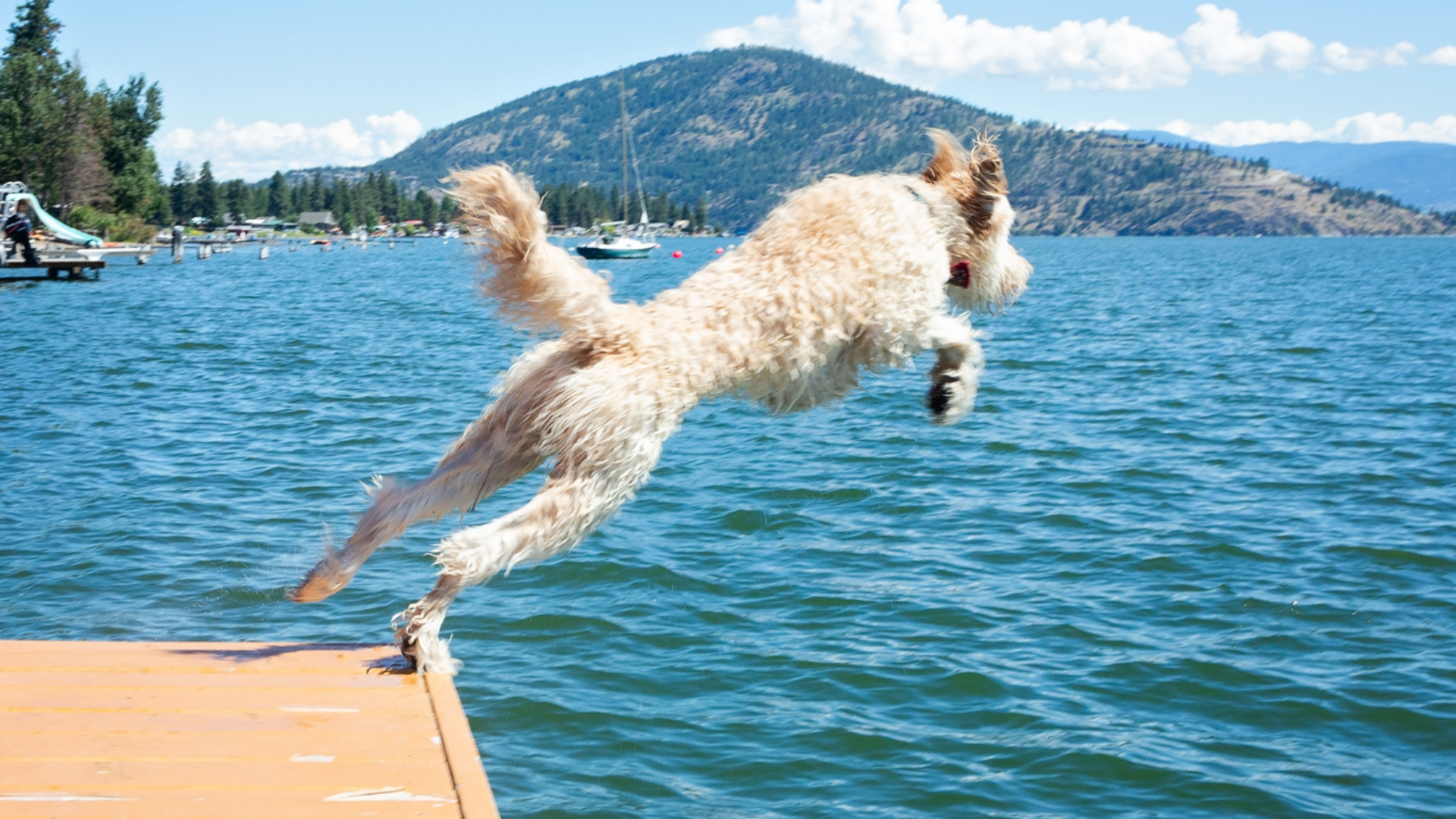 Goldendoodle Exercise Needs Keeping Your Pup Healthy And Happy