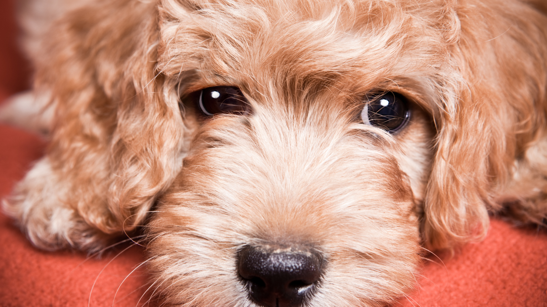 Springtime Grooming Keeping Your Goldendoodle Puppy Fresh And Fluffy For Easter