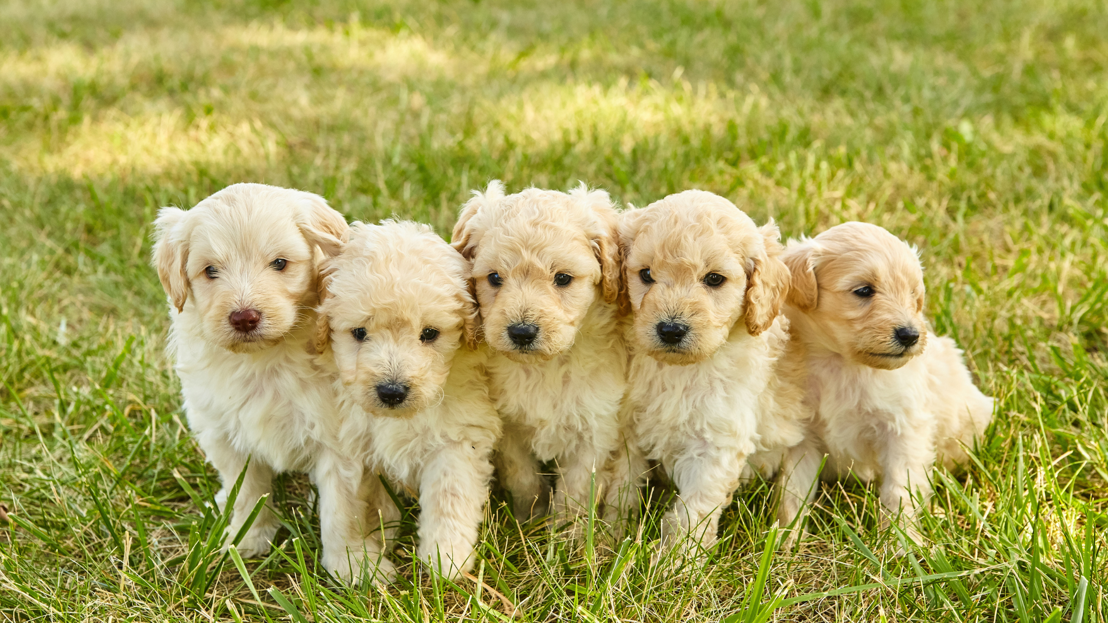 The Importance Of Early Socialization For Goldendoodle Puppies