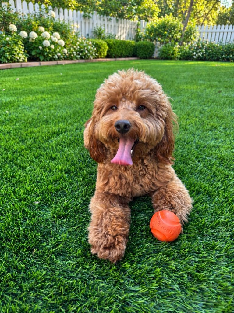 One of the Goldendoodle puppies bred by Goldendoodle California, now the company's mascot, relaxing on the grass with her orange ball.